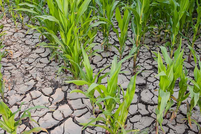 Una imagen horizontal de primer plano del maíz que crece en suelo agrietado y seco después de una sequía.