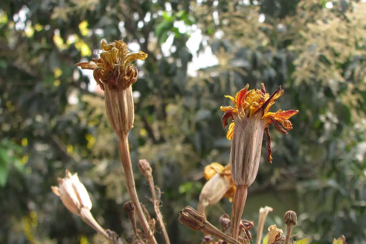 Una imagen horizontal de primer plano de las flores secas de Tagetes listas para la luz del sol.