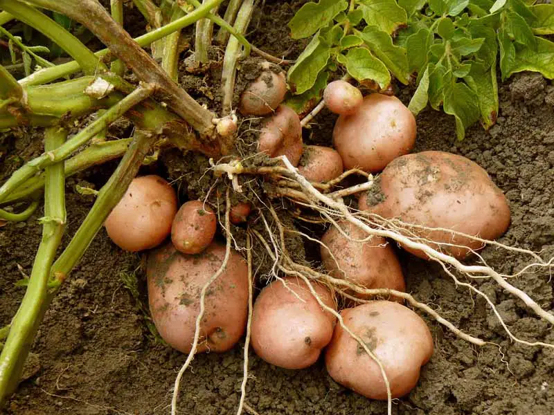 Una planta de patata madura desenterrada con tubérculos sentados en suelo de jardín.