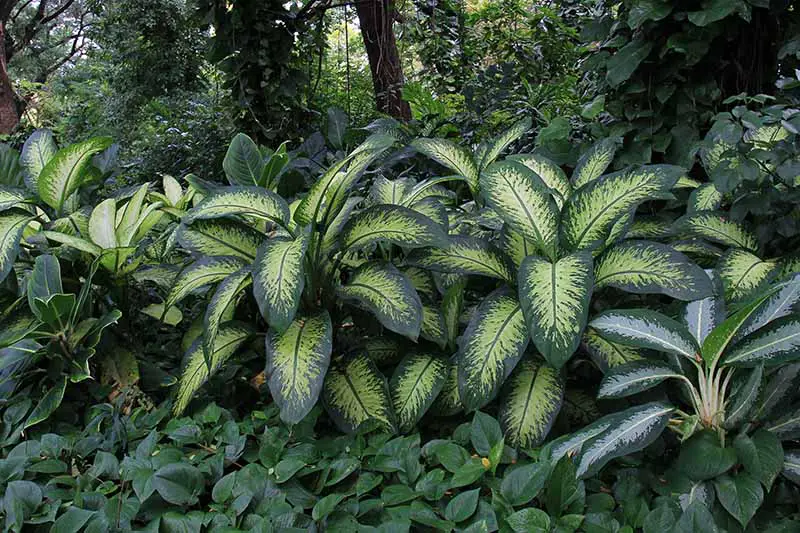 Una imagen horizontal de primer plano de un paisaje tropical plantado con una variedad de plantas de follaje, incluida Dieffenbachia.