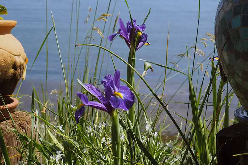 Una imagen horizontal de primer plano del iris holandés púrpura que crece en lo alto de un acantilado con el mar de fondo.