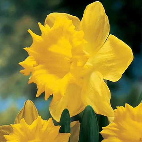 Una imagen cuadrada de primer plano de un narciso amarillo brillante 'Maestro holandés' que crece en el jardín, fotografiado bajo el sol sobre un fondo de enfoque suave.