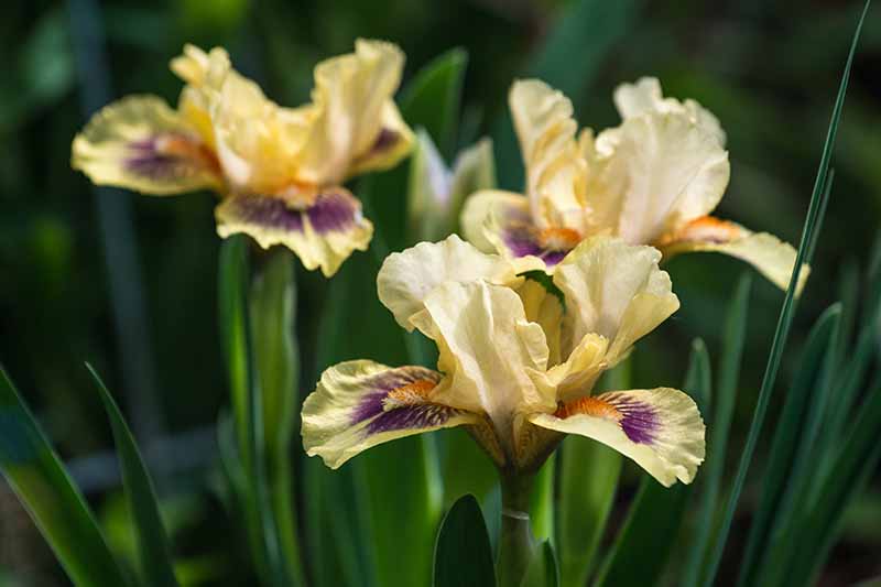 Una imagen horizontal de primer plano de flores de iris barbudas enanas en miniatura bicolor amarillas y púrpuras que crecen en el jardín representadas en un fondo de enfoque suave.