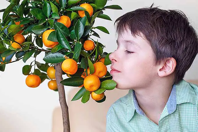 Un niño con cabello castaño y una camisa con cuello verde menta inhala el aroma de un árbol de clementina enano con fruta naranja redonda y hojas verdes brillantes con los ojos cerrados, sobre un fondo blanco y tostado.