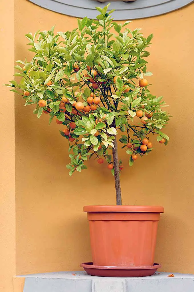 Un cítrico enano con frutos anaranjados y hojas verdes, que crece en una gran maceta de plástico naranja, en un rincón amarillo y blanco en una pared exterior.
