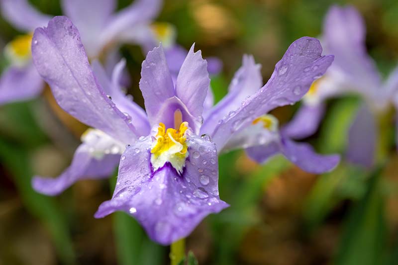 Una imagen horizontal de primer plano de una flor de iris con cresta con gotitas de agua en los pétalos, desvaneciéndose hasta un enfoque suave en el fondo.