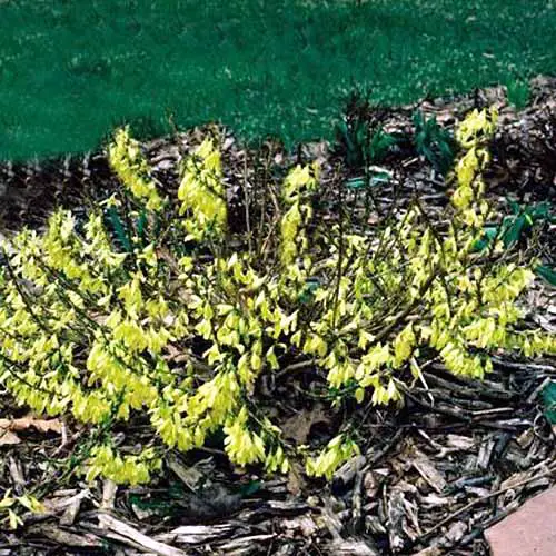 Una imagen cuadrada de primer plano de un pequeño arbusto amarillo que crece en el jardín rodeado de mantillo de corteza.