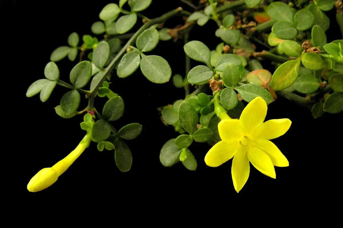 Una imagen horizontal de primer plano de una flor amarilla rodeada de follaje verde en un fondo oscuro.
