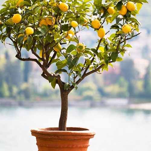 Primer plano de un árbol de limón Meyer que crece en una maceta naranja.