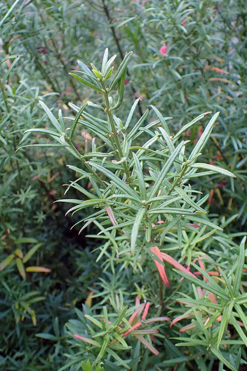 Una imagen vertical de un arbusto euonymus de Turkestán enano que crece en el jardín.