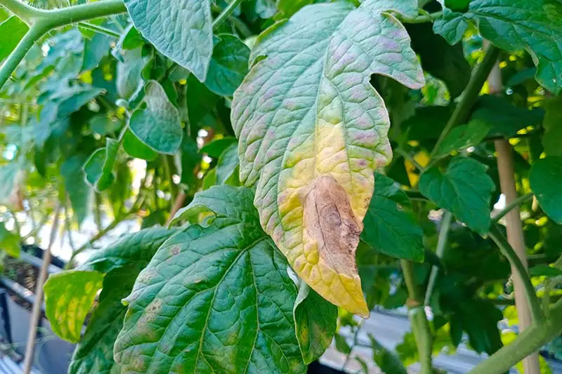 Una imagen horizontal de primer plano de hojas que se vuelven amarillas como resultado de una enfermedad fúngica conocida como Alternaria, representada en el jardín sobre un fondo de enfoque suave.