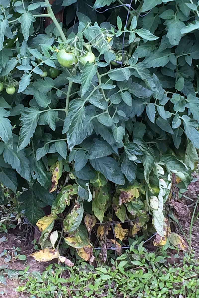 Una imagen vertical de una planta de tomate que sufre una infección fúngica en la parte inferior del follaje causada por Alternaria solani.