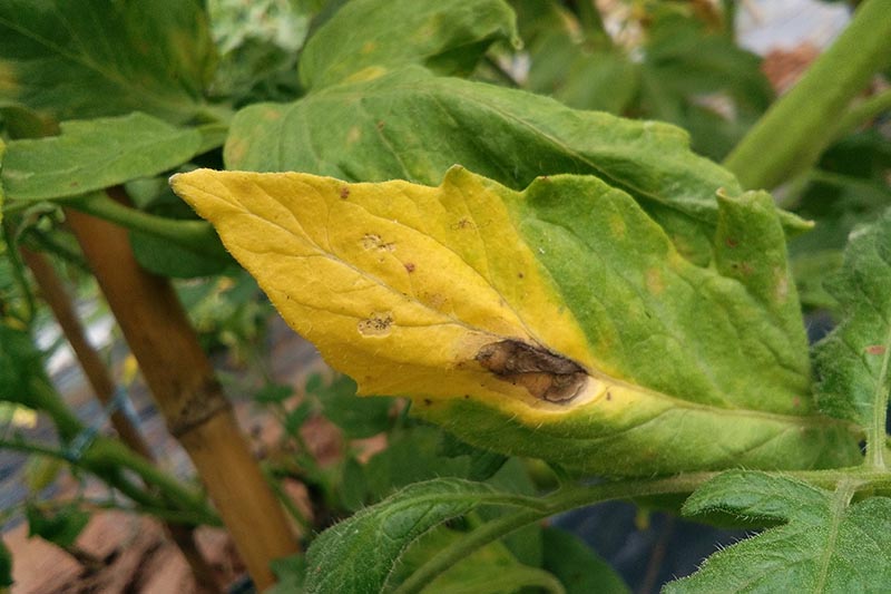 Un primer plano de una hoja con una enfermedad avanzada, que muestra una mancha negra y un color amarillento en el follaje.