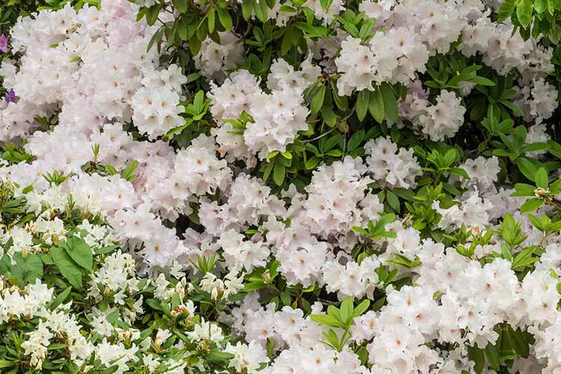 Una imagen horizontal de cerca de los densos racimos de flores blancas Rhoodendron arborescens que crecen en el jardín.