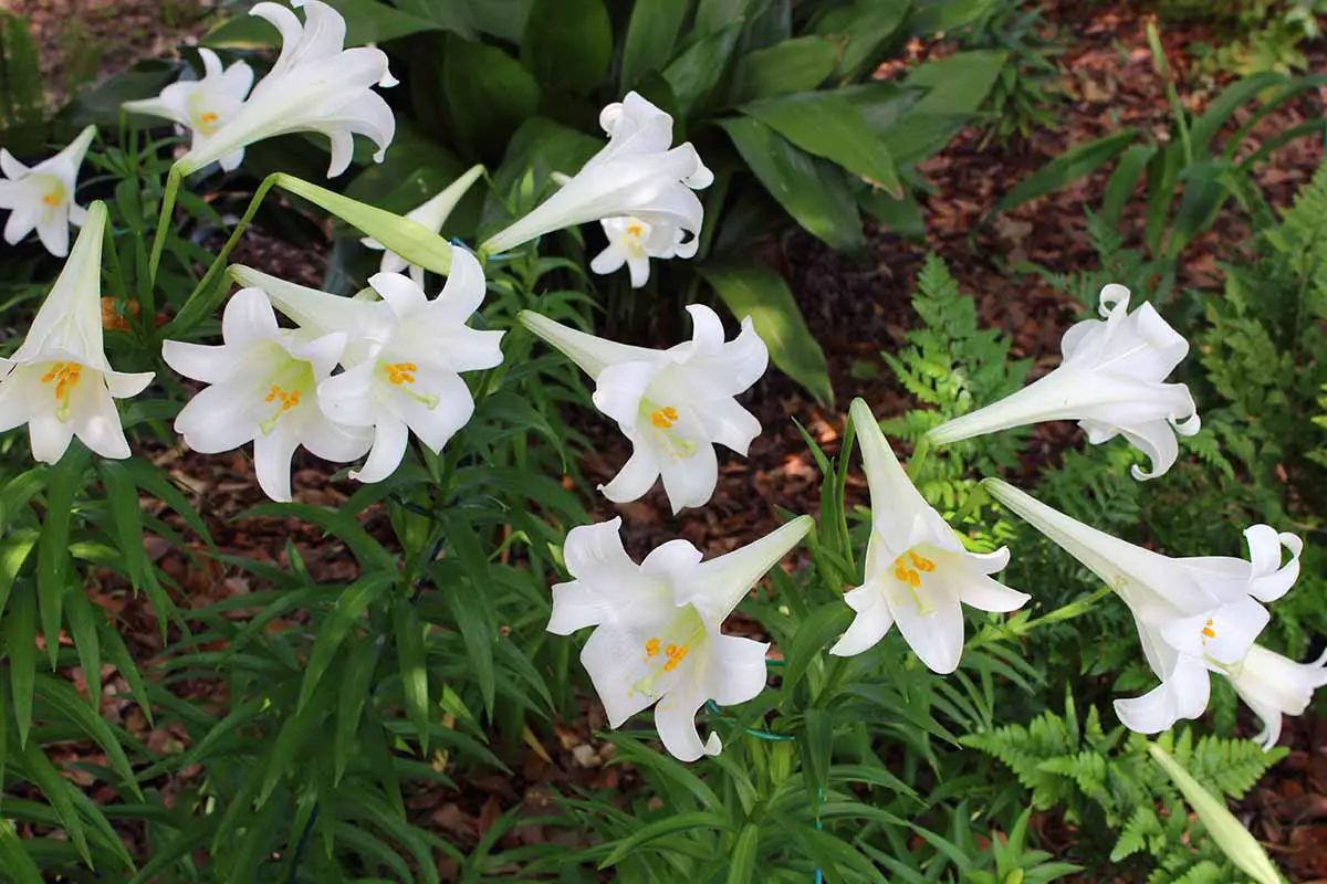 Una imagen horizontal de primer plano de flores blancas de lirio de Pascua que crecen en un lugar sombreado en el jardín.