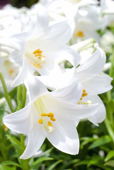 Un primer plano de las flores en forma de trompeta de lirio blanco de Pascua, fotografiadas con un sol brillante sobre un fondo de enfoque suave.