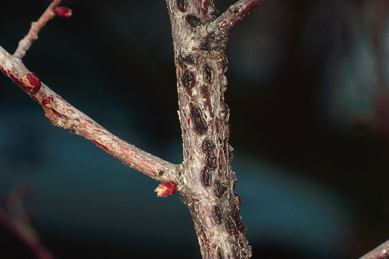 Una imagen horizontal de primer plano del tallo de una rama que sufre de una enfermedad vegetal, representada en un fondo oscuro de enfoque suave.