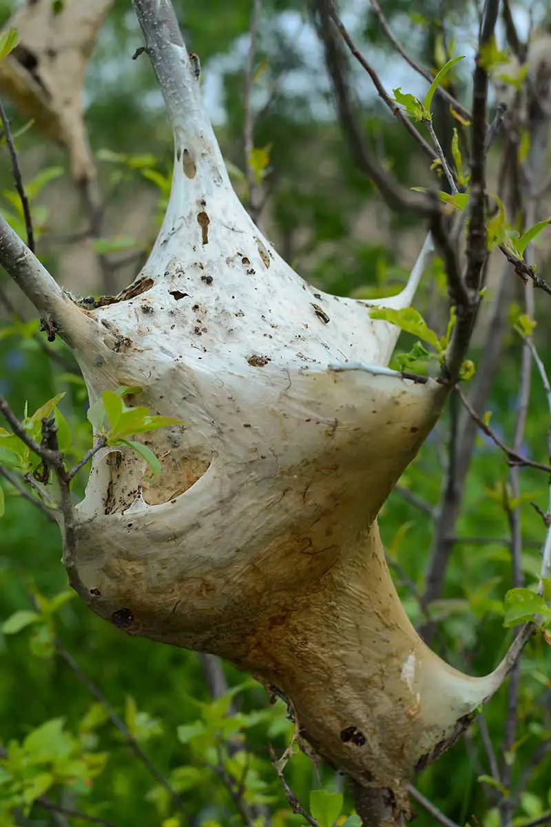 Una imagen vertical de cerca de un gran nido de oruga de carpa oriental en un árbol.