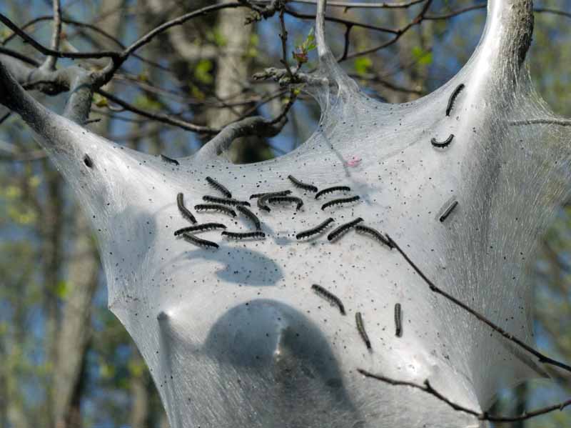Una imagen horizontal de primer plano de las orugas de la carpa oriental creando su telaraña entre las ramas de un árbol.