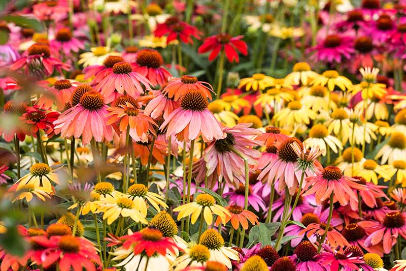 Una imagen horizontal de primer plano de flores cónicas amarillas, rojas, rosadas y moradas que crecen en un prado.