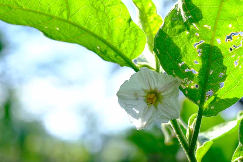 Una imagen horizontal de primer plano de una flor blanca de Solanum melongena representada en un fondo de enfoque suave.