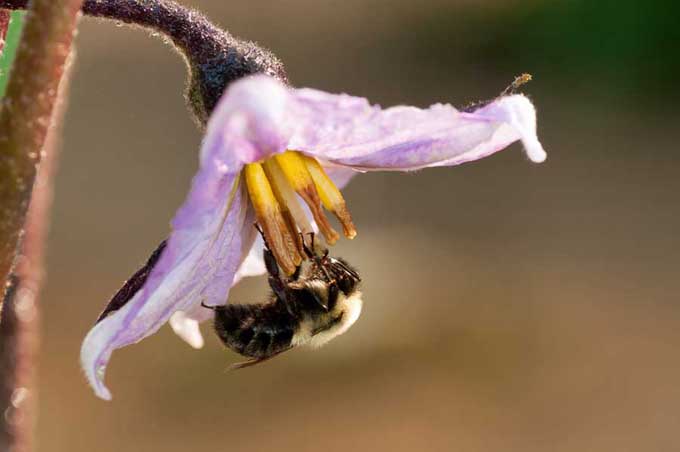 Una foto macro de una flor de Solanum melongena con un fondo difuso.