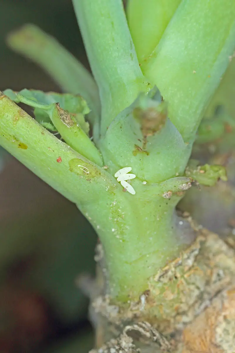 Una imagen vertical de cerca de los huevos de una mosca de la col (Delia radicum) en el tallo de una planta.