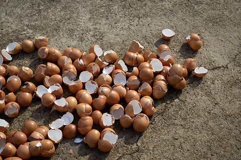 Un primer plano de una gran cantidad de cáscaras de huevo en el suelo, después de limpiarlas y secarlas, fotografiadas bajo la luz del sol.