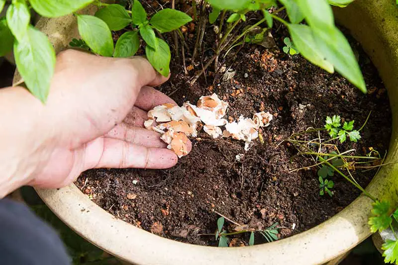 Un primer plano de una mano desde la izquierda del marco poniendo cáscaras de huevo en la base de una planta en una maceta de terracota.