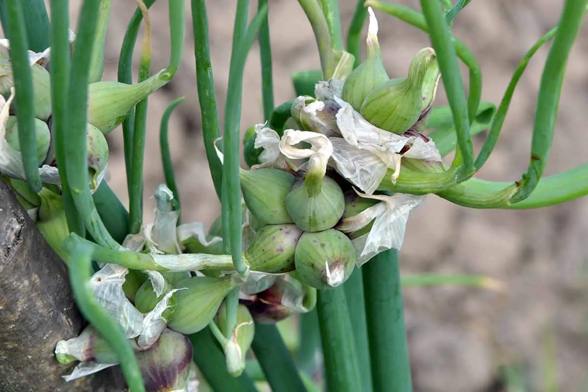 Una imagen horizontal de primer plano de la cebolla egipcia (Allium x proliferum) que crece en el jardín en un fondo de enfoque suave.