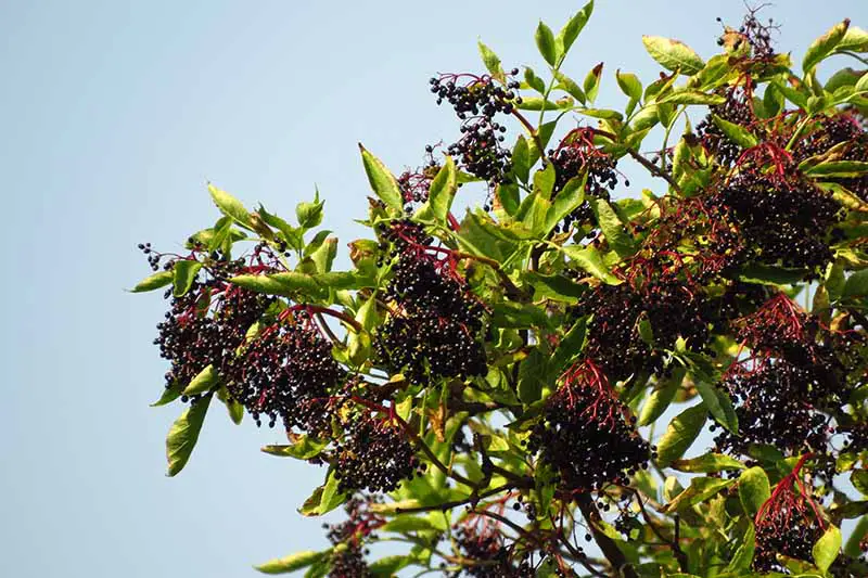 Un primer plano de un arbusto de saúco con frutos maduros de color púrpura oscuro que crecen en un contenedor, bajo un sol brillante con un cielo azul en el fondo.