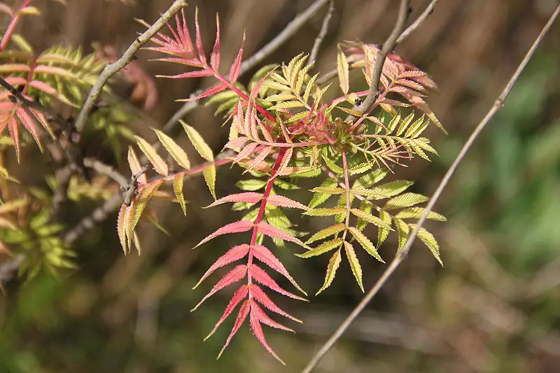 Un primer plano del follaje de encaje del arbusto de saúco en otoño, las hojas se vuelven amarillas y rojas.  El fondo es un enfoque suave.