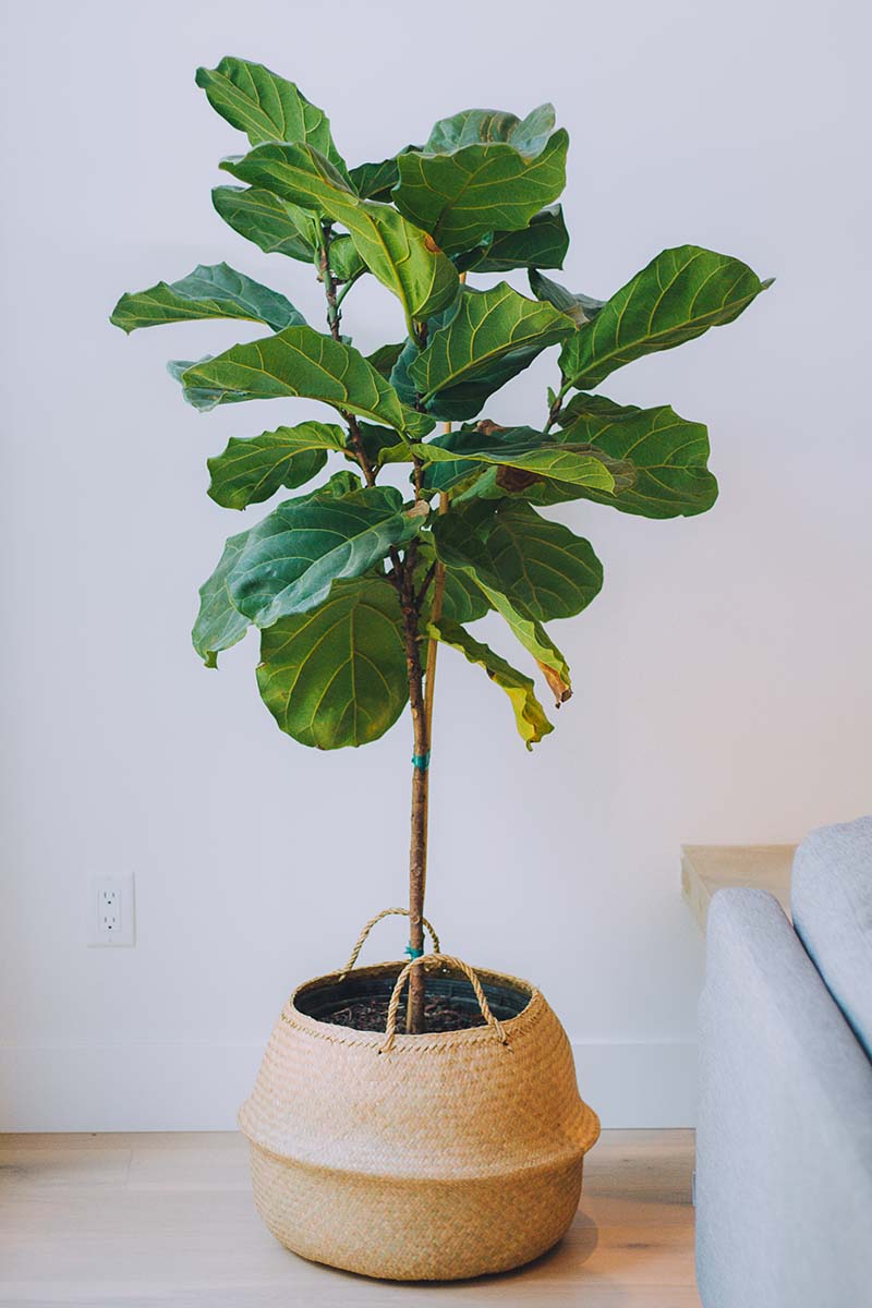 Una imagen vertical de primer plano de una planta de Ficus lyrata que crece en el interior en un contenedor de cesta de mimbre decorativo.