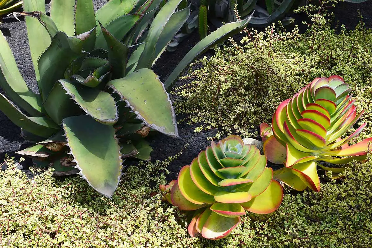 Una imagen horizontal de un jardín suculento con Portulacaria afra creciendo como una cubierta vegetal.
