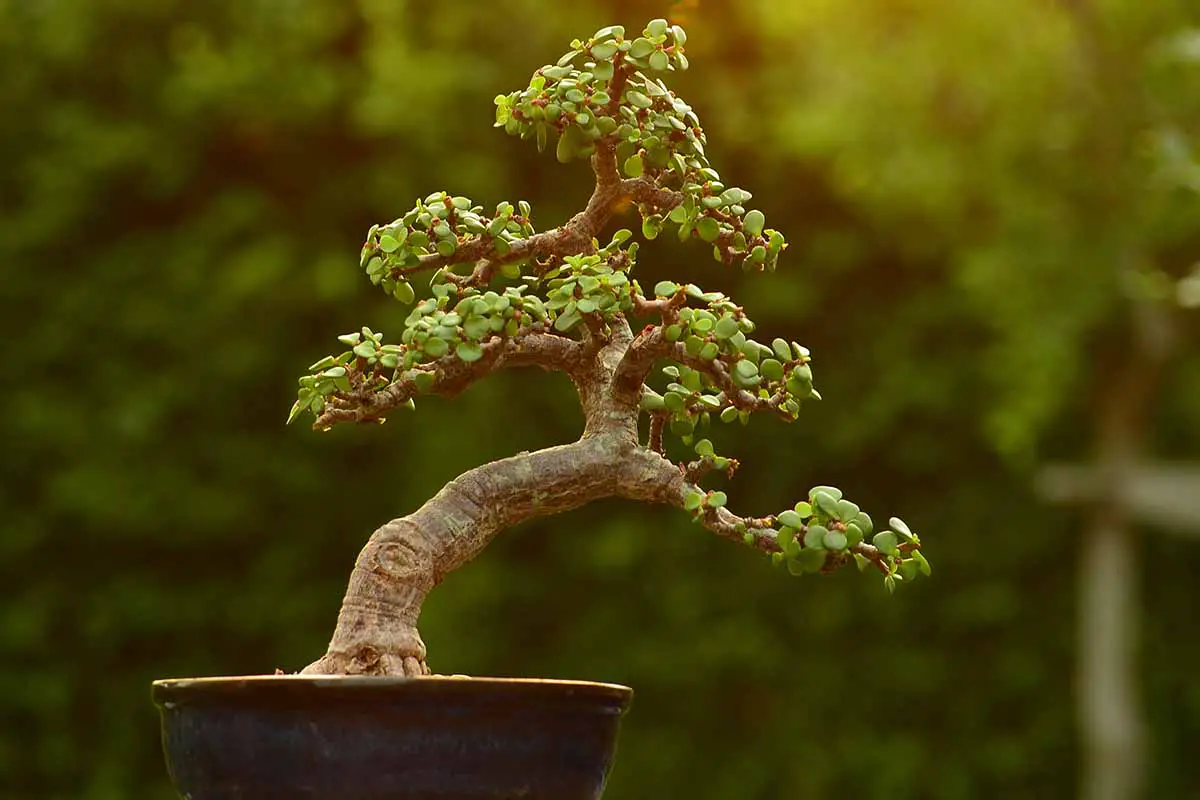 Una imagen horizontal de primer plano del arbusto elefante (Portulacaria afra) que crece como un bonsái representado en un fondo de enfoque suave.
