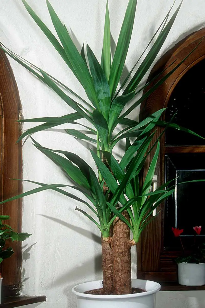 Una imagen vertical de una planta de yuca elefante que crece en una maceta en el interior.