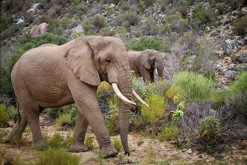 Una imagen horizontal de elefantes caminando por la sabana.