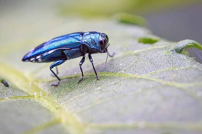 Escarabajo barrenador esmeralda del fresno.  |  