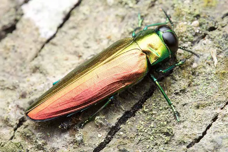 Una imagen horizontal de primer plano de un escarabajo barrenador esmeralda del fresno.