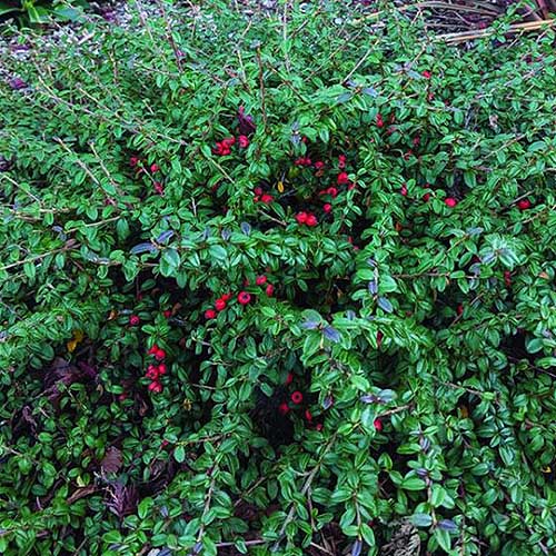 Una imagen cuadrada de primer plano de un gran arbusto cotoneaster 'Emerald Beauty' que crece en el jardín con hojas verdes brillantes y frutos rojos.
