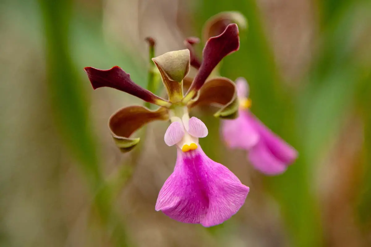 Una imagen horizontal de primer plano de las delicadas flores de Encyclia advena, una orquídea que crece al aire libre representada en un fondo de enfoque suave.