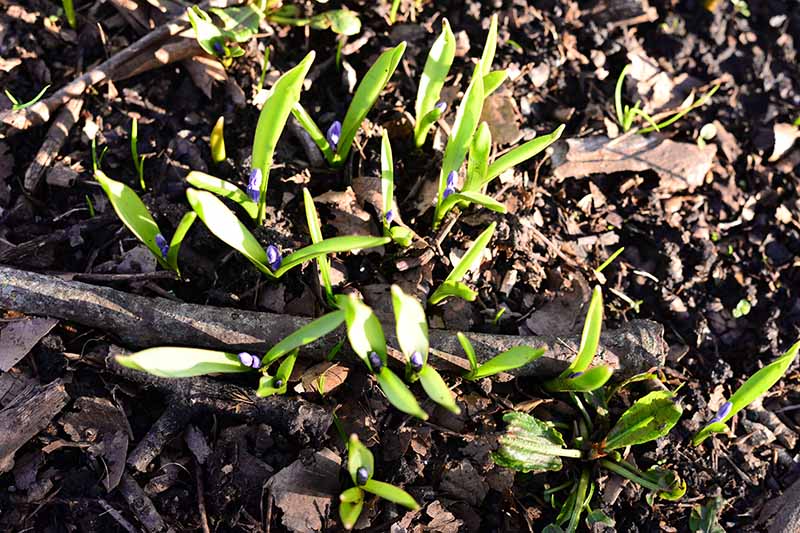 Una imagen horizontal de primer plano de las plántulas de Hyacinthoides non-scripta empujando a través del suelo a principios de la primavera.