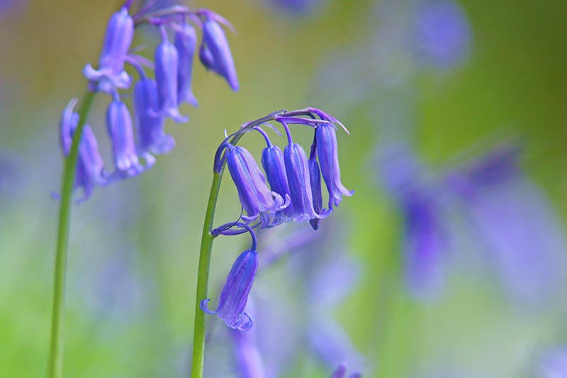 Una imagen horizontal de primer plano de las flores azules brillantes de Hyacinthoides non-scripta en un fondo de enfoque suave.