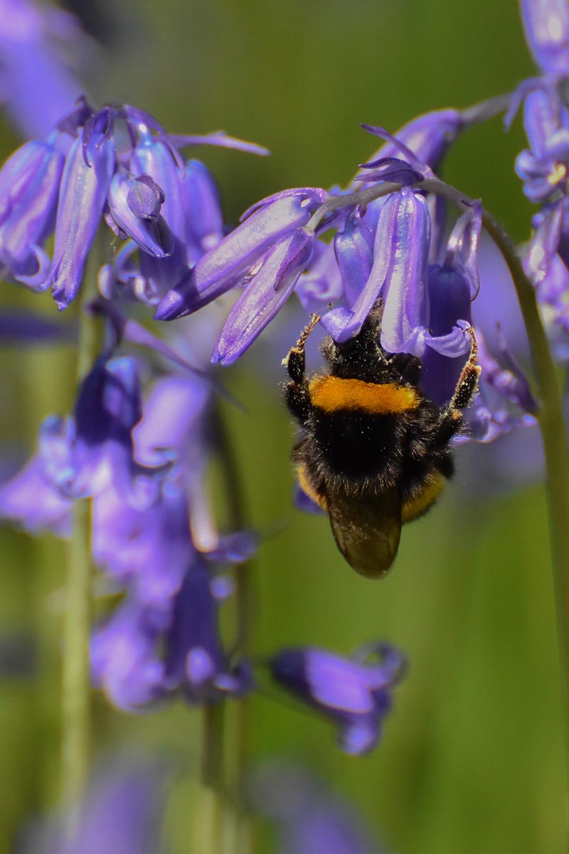 Una imagen vertical de cerca de una abeja alimentándose de una flor de campanilla inglesa representada en un fondo verde de enfoque suave.