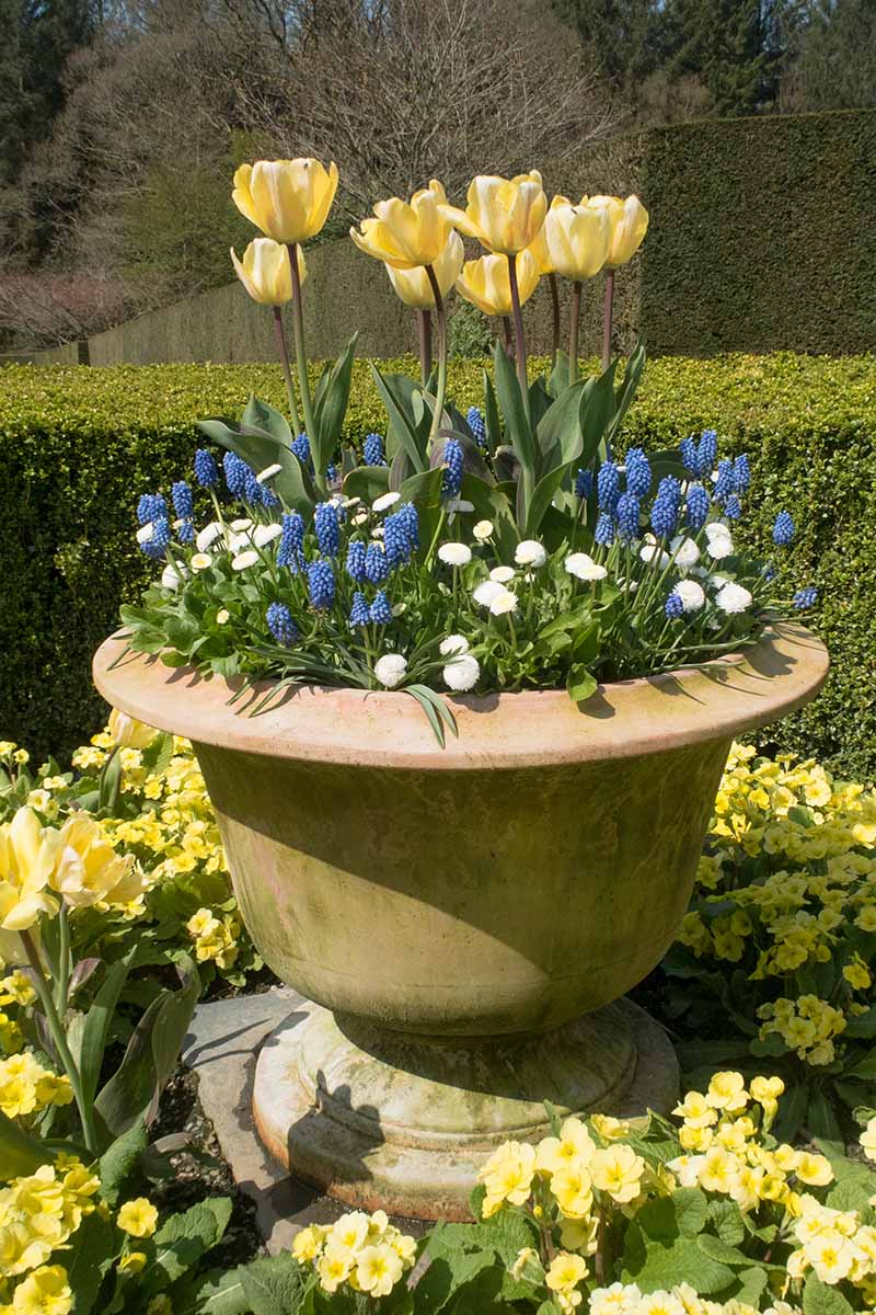 Una imagen vertical de primer plano de una maceta de terracota con una variedad de flores diferentes, incluidos tulipanes, margaritas inglesas y jacintos de uva, en un jardín soleado con cobertura formal en el fondo.