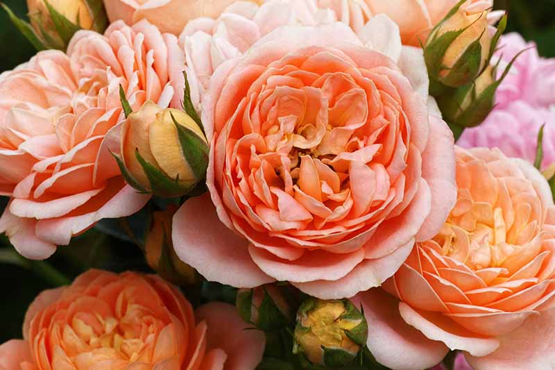 Una imagen horizontal de primer plano de rosas naranjas inglesas representadas en un fondo de enfoque suave.