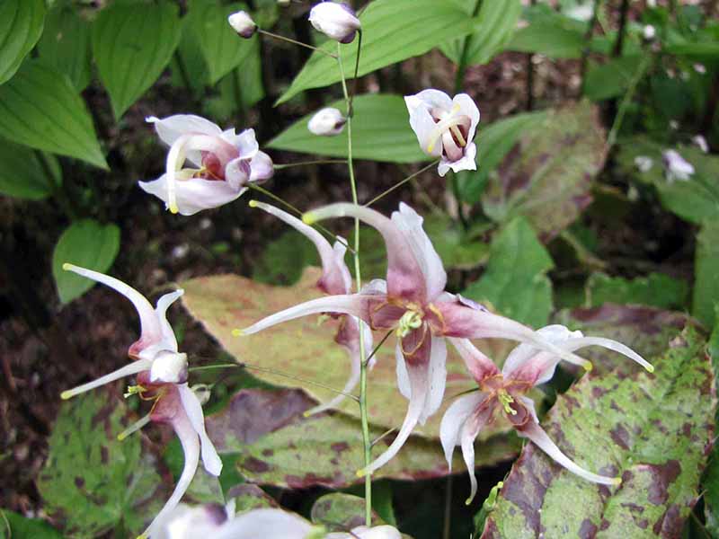 Una imagen horizontal de primer plano de las extrañas flores de Epimedium acuminatum que crecen silvestres.