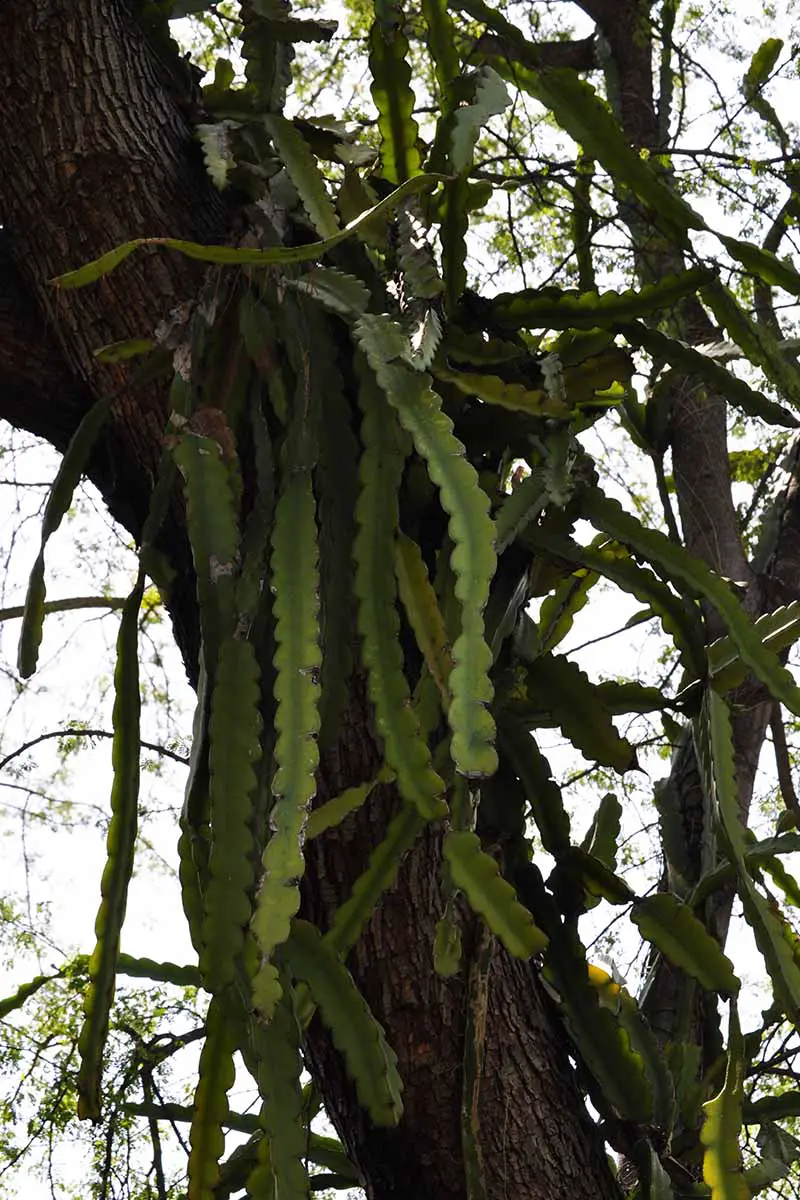 Una imagen vertical de cerca de un gran cactus orquídea (epiphyllum) que crece en un árbol.