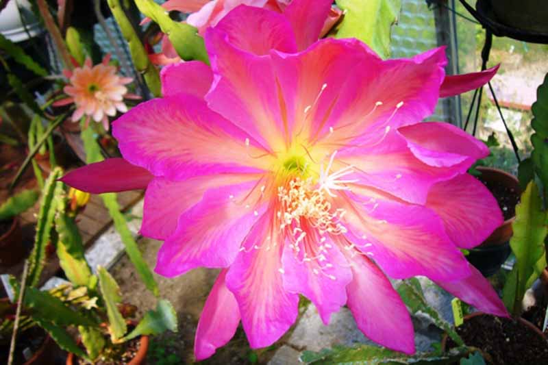 Una imagen horizontal de primer plano de una flor rosa Epiphyllum 'Pegasus' que crece en el interior.
