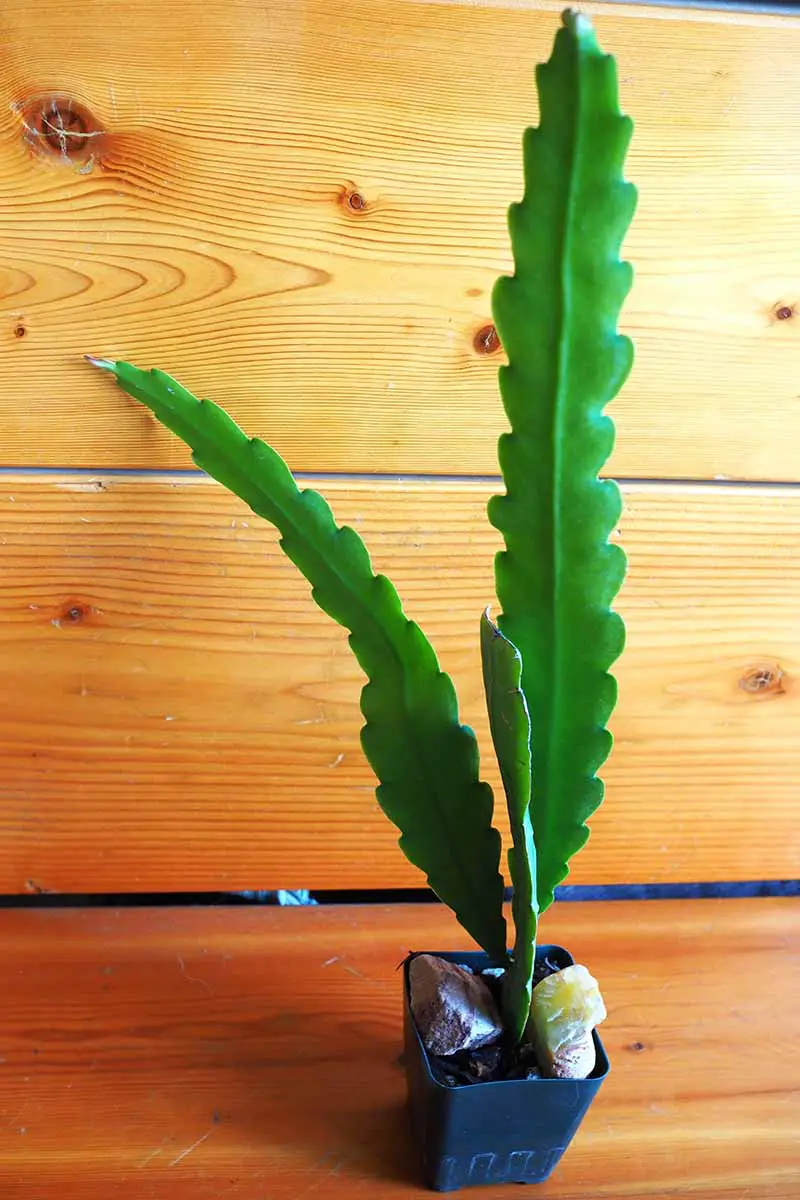 Una imagen vertical de cerca de un cactus orquídea que crece en una pequeña maceta trasera.